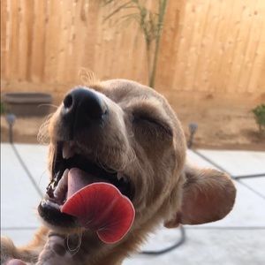 Meet your Posher, Oscar